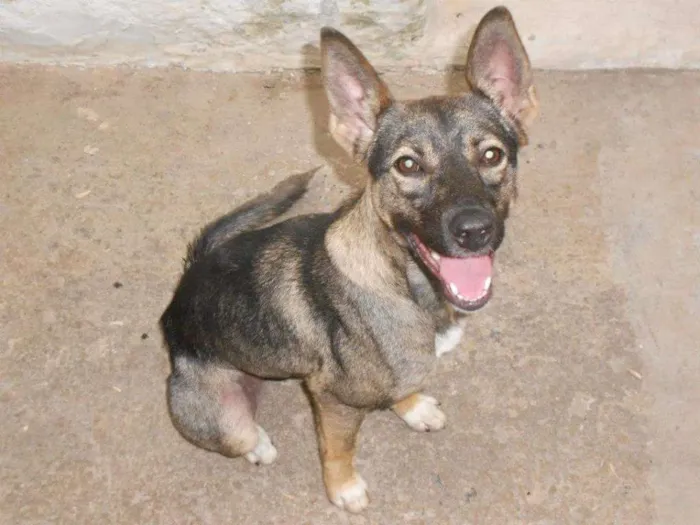 Cachorro ra a SRD idade 6 ou mais anos nome Sophie