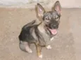 Sophie