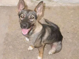 Cachorro raça SRD idade 6 ou mais anos nome Sophie