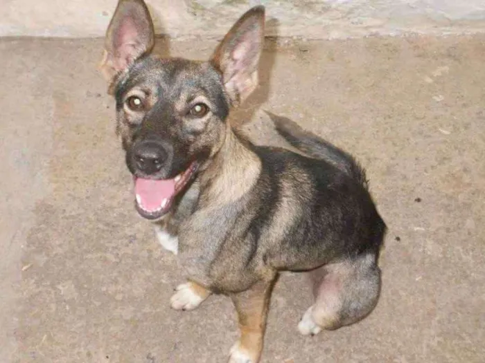 Cachorro ra a SRD idade 6 ou mais anos nome Sophie