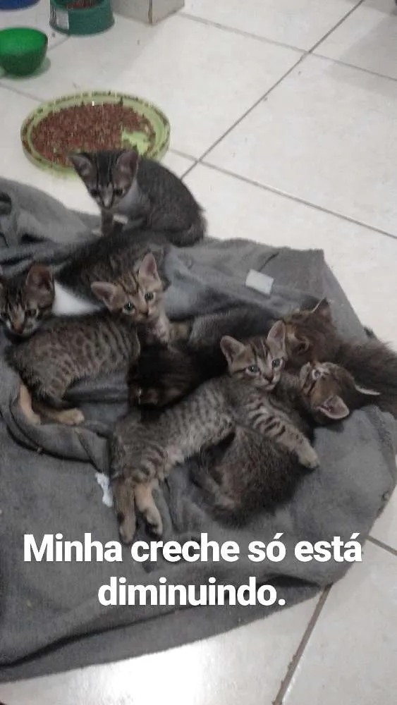 Gato raça SRD idade Abaixo de 2 meses nome Sem nome 