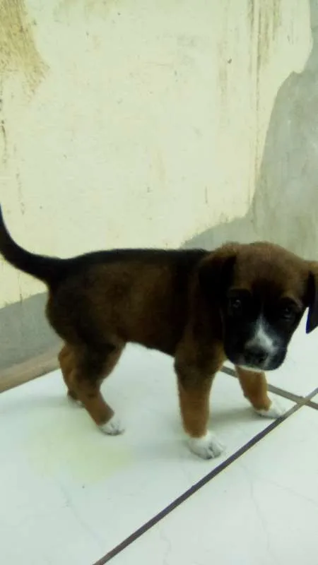 Cachorro ra a mestiço idade Abaixo de 2 meses nome sem nome