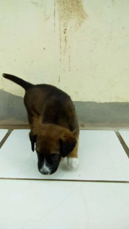 Cachorro ra a mestiço idade Abaixo de 2 meses nome sem nome