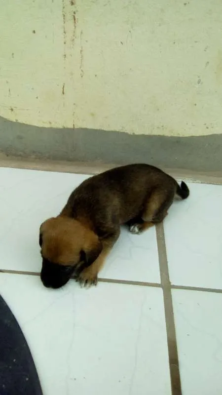 Cachorro ra a mestiço idade Abaixo de 2 meses nome sem nome
