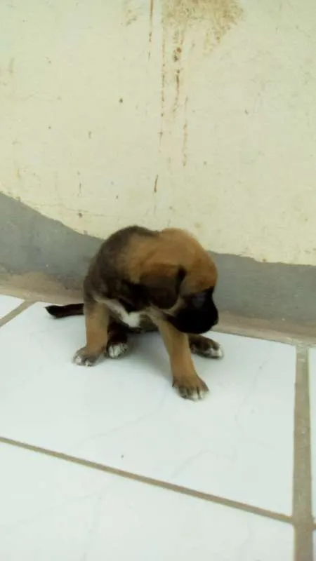 Cachorro ra a mestiço idade Abaixo de 2 meses nome sem nome
