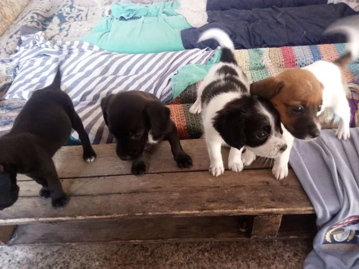 Cachorro ra a srd idade Abaixo de 2 meses nome sem nome
