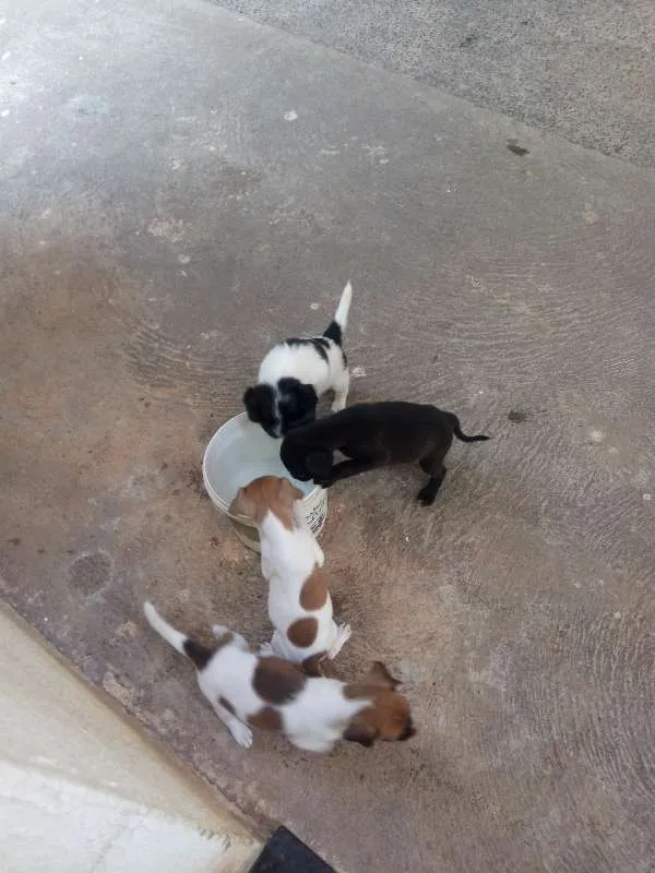 Cachorro ra a srd idade Abaixo de 2 meses nome sem nome