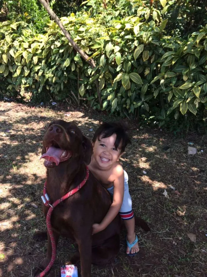Cachorro ra a Labradora idade 4 anos nome Morena