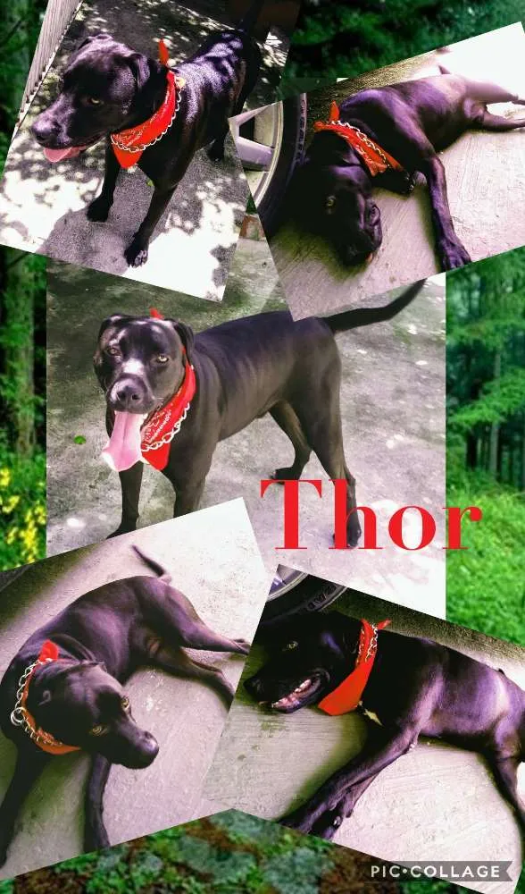 Cachorro ra a Pitbull idade 2 anos nome Thor