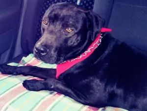 Cachorro raça Pitbull idade 2 anos nome Thor
