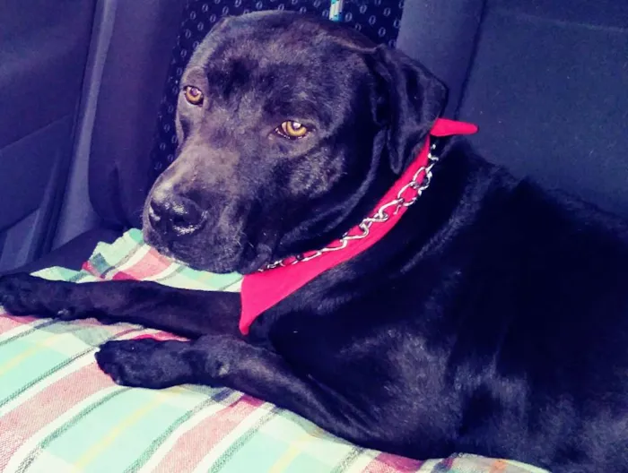 Cachorro ra a Pitbull idade 2 anos nome Thor