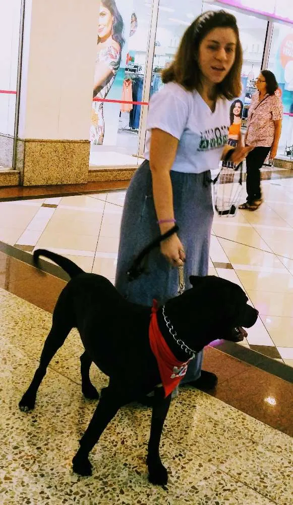 Cachorro ra a Pitbull idade 2 anos nome Thor