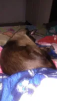 Boris