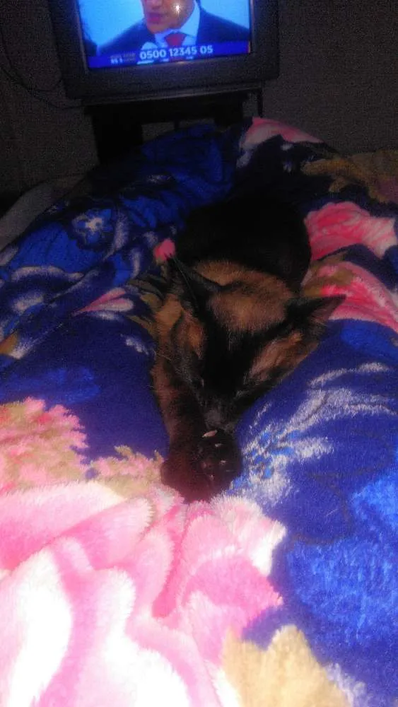 Gato ra a  idade 1 ano nome Boris