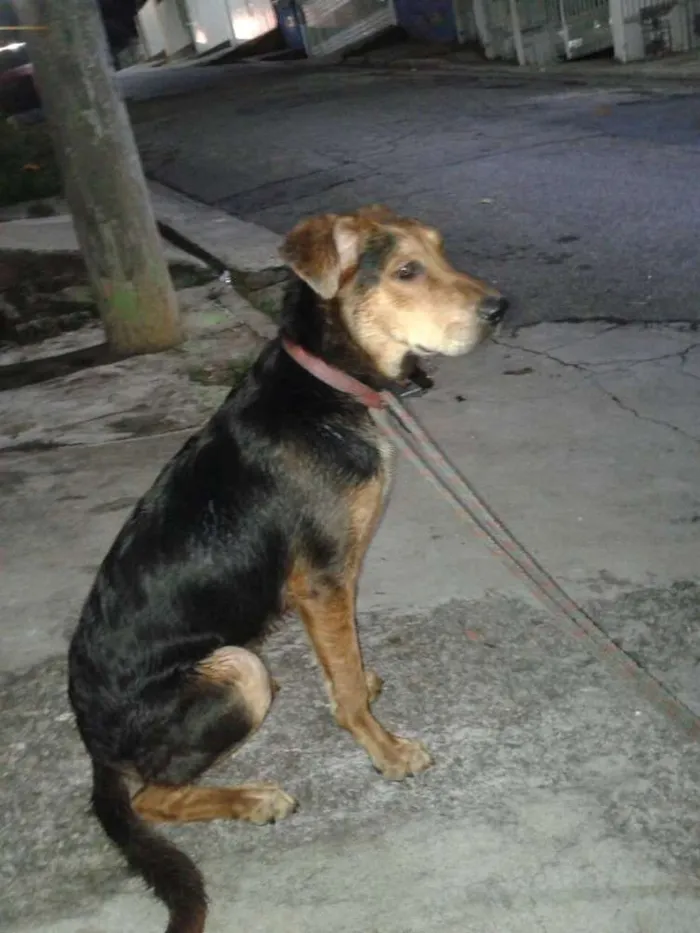 Cachorro ra a Pastor Alemão idade 1 ano nome Ted Mosby