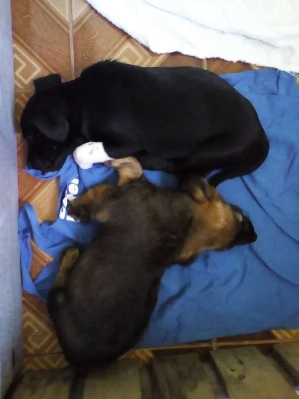 Cachorro ra a Vira- lata idade Abaixo de 2 meses nome Sem nome