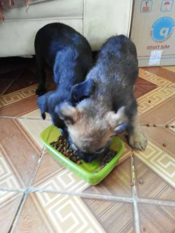 Cachorro ra a Vira- lata idade Abaixo de 2 meses nome Sem nome