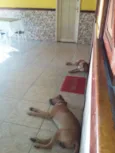 Apollo e Princesa