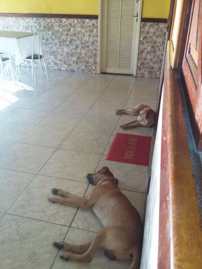Cachorro raça Vira - lata  idade 2 anos nome Apollo e Princesa