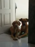 Apollo e Princesa
