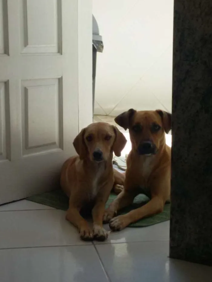 Cachorro raça Vira - lata  idade 2 anos nome Apollo e Princesa