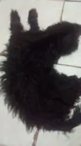Rosnitito