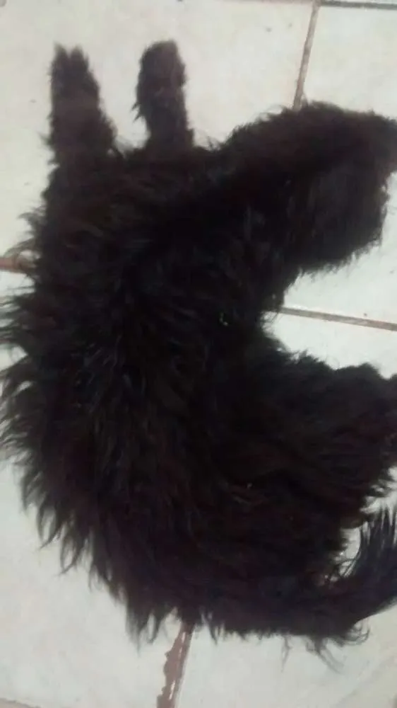 Cachorro raça Não identificado idade 7 a 11 meses nome Rosnitito