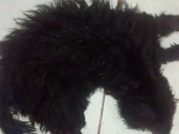 Cachorro raça Não identificado idade 7 a 11 meses nome Rosnitito