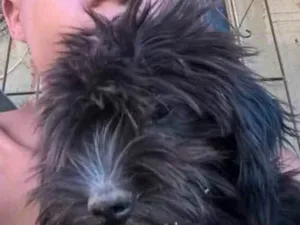 Cachorro raça Não identificado idade 7 a 11 meses nome Rosnitito