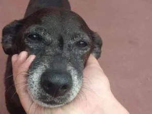 Cachorro raça Sem raça idade 6 ou mais anos nome Fumaça