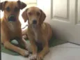 Apollo e Princesa