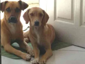 Cachorro raça Vira - lata  idade 2 anos nome Apollo e Princesa