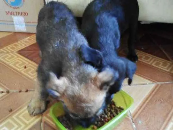 Cachorro ra a Vira- lata idade Abaixo de 2 meses nome Sem nome