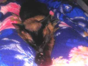 Gato raça  idade 1 ano nome Boris