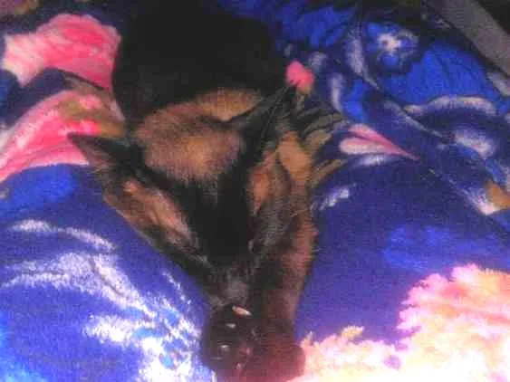 Gato ra a  idade 1 ano nome Boris