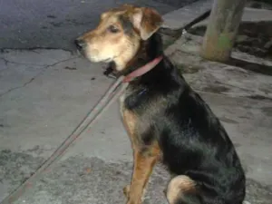 Cachorro raça Pastor Alemão idade 1 ano nome Ted Mosby