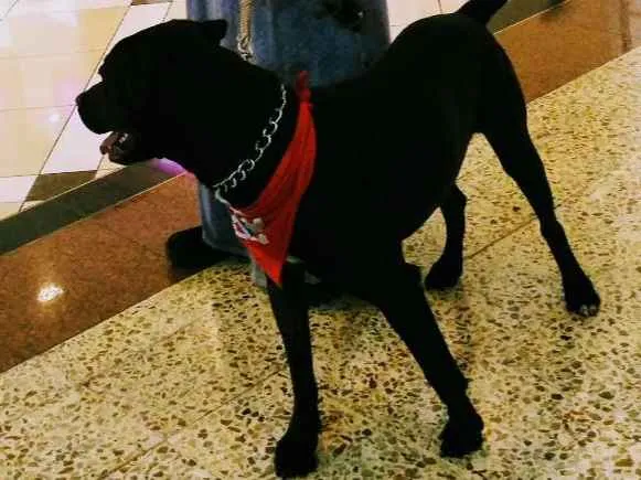 Cachorro ra a Pitbull idade 2 anos nome Thor