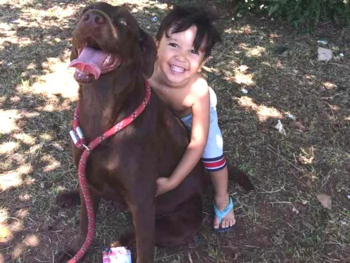Cachorro ra a Labradora idade 4 anos nome Morena