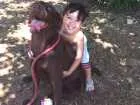 Cachorro raça Labradora idade 4 anos nome Morena