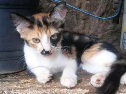Gato raça SRD idade 2 a 6 meses nome  AINDA NÃO TEM NOMES