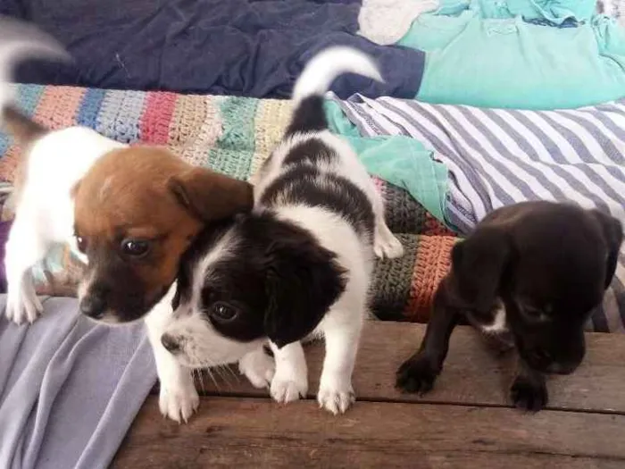 Cachorro ra a srd idade Abaixo de 2 meses nome sem nome