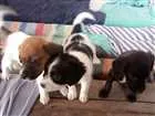 Cachorro raça srd idade Abaixo de 2 meses nome sem nome