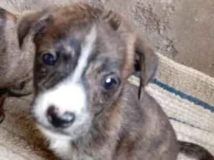 Cachorro raça Vira lata idade 2 a 6 meses nome sem nome 