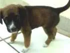 Cachorro raça mestiço idade Abaixo de 2 meses nome sem nome