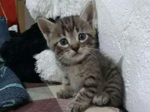Gato raça SRD idade Abaixo de 2 meses nome Sem nome 