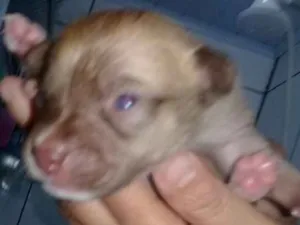 Cachorro raça SRD idade Abaixo de 2 meses nome ainda sem nome
