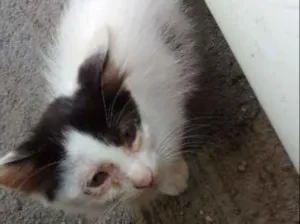 Gato raça Indefinida idade 2 a 6 meses nome Franginha