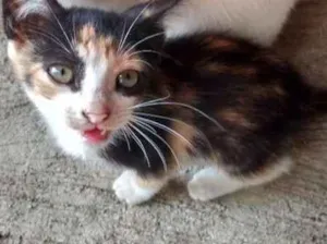 Gato raça Indefinida idade 2 a 6 meses nome Sem nome