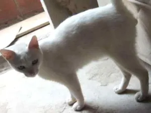 Gato raça Vira lata idade 1 ano nome Branquinho