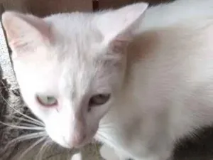Gato raça Vira lata idade 2 anos nome Marrie